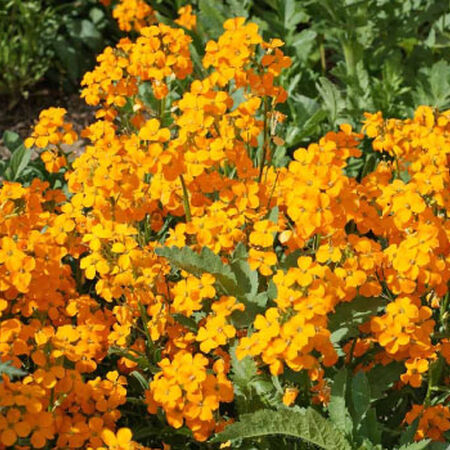 Siberian, Wallflower Seeds - Packet image number null