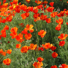 California, Poppy Seeds