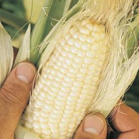 Truckers Favorite White, Corn Seed - Packet (1 oz.) image number null