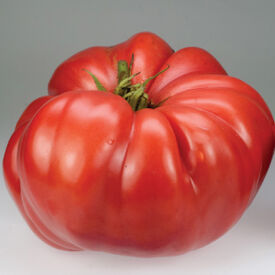 German Giant, Tomato Seeds