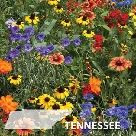 Tennessee Blend, Wildflower Seed - 1 Ounce image number null