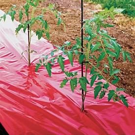 Red Tomato Mulch, Tomato Helpers