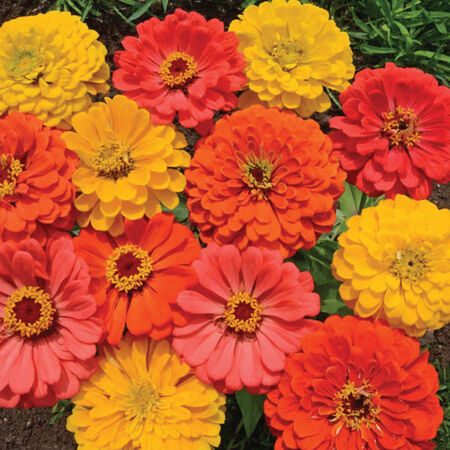 Fruity Beauty, Zinnia Seeds - Packet image number null