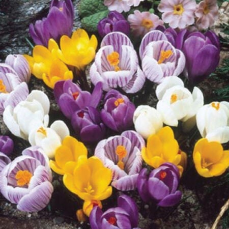 Large Flowering Mix, Crocus image number null