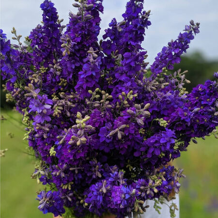 QIS Dark Blue, Larkspur Seeds - Packet image number null