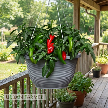 Pot-a-Pe&ntilde;o, Pepper - 250 Seeds image number null