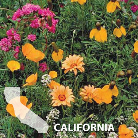 California Blend, Wildflower Seed - 1 Ounce image number null