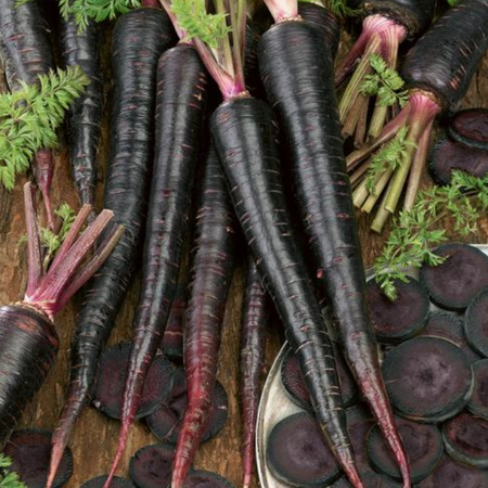 Black Nebula, Carrot Seeds - Packet image number null