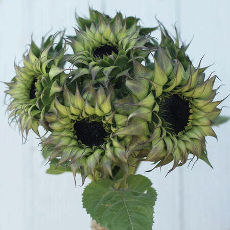 SunFill™ Purple, (F1) Sunflower - 100 Seeds image number null