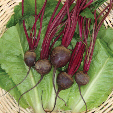 Detroit Dark Red, Beet Seeds - Packet image number null