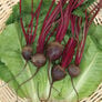 Detroit Dark Red, Beet Seeds - Packet thumbnail number null
