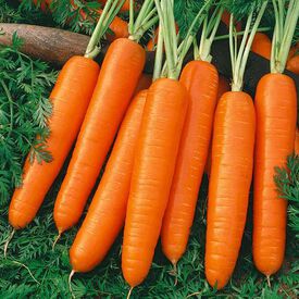 Nantes, Organic Carrot Seeds