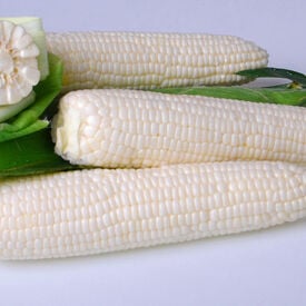 Argent, (F1) Corn Seed