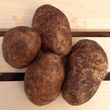 Russet Burbank, Seed Potatoes - 2 Pounds image number null