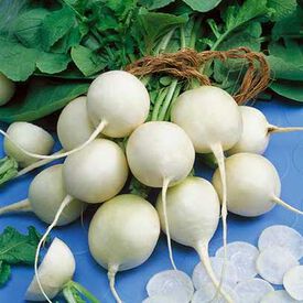 Philadelphia White Box, Radish Seeds