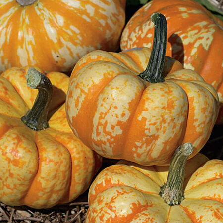 Spark, (F1) Pumpkin Seeds - Packet image number null