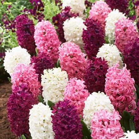 Mixture the Pinks, Hyacinth Bulbs image number null