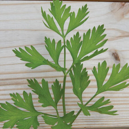 Italian Plain Leaf, Parsley Seeds - Packet image number null