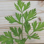 Italian Plain Leaf, Parsley Seeds - Packet thumbnail number null