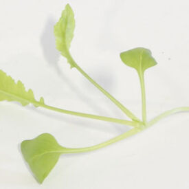 Minowase Daikon Radish, Microgreen Seeds