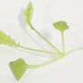 Minowase Daikon Radish, Microgreen Seeds - 1/4 Pound thumbnail number null