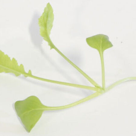 Minowase Daikon Radish, Microgreen Seeds - 1/4 Pound image number null