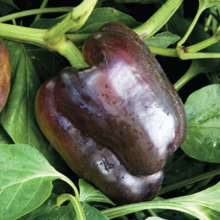 Merlot, Pepper Seeds - Packet image number null