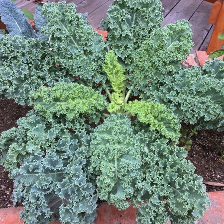 Darkibor, Kale Seed - Packet image number null