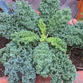 Darkibor, (F1) Kale Seed