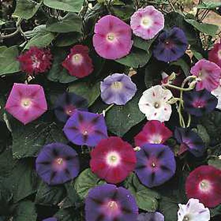 Tall Mix, Morning Glory Seeds - Packet image number null