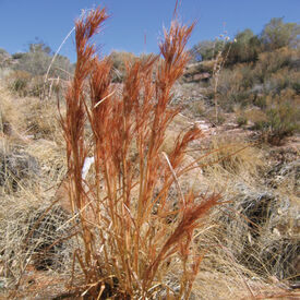 Bush Beard, Andropogon