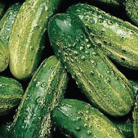 SMR 58, Cucumber Seeds - 1/4 Pound image number null