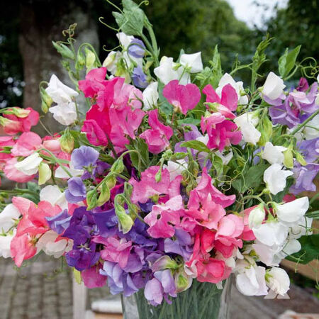 Bijou Mix, Sweet Pea Seeds - Packet image number null