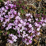 Wild, Thyme Seeds - Packet thumbnail number null