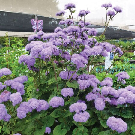 Blue Horizon, (F1) Ageratum Seed - Packet image number null