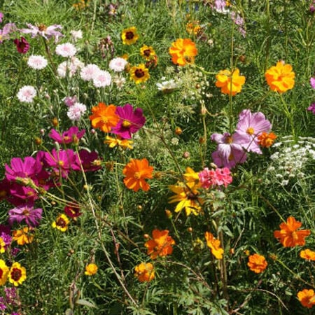 Cutflower Blend, Wildflower Seeds - 1 Ounce image number null