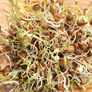 Bean Mix, Sprout Seeds - 1 Ounce thumbnail number null