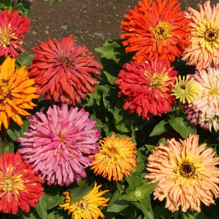 Cactus Flowered Mix, Zinnia Seeds - Packet image number null