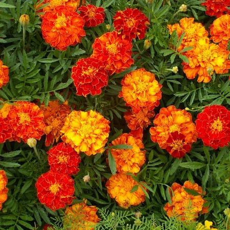 Sparky Mix, Marigold Seeds - Packet image number null