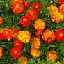 Sparky Mix, Marigold Seeds - Packet thumbnail number null