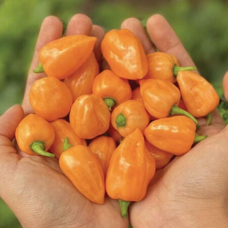 Orange Habanero, Pepper Seeds - Packet image number null