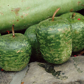 Big Apple, Gourd Seeds