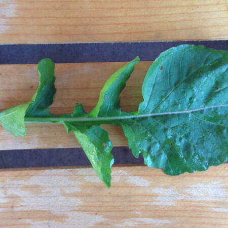 Roquette Arugula Seeds, Greens - Packet image number null
