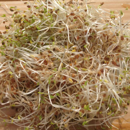 Alfalfa, Sprout Seeds - 1 Pound image number null