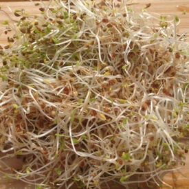 Alfalfa, Sprout Seeds