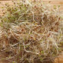 Alfalfa, Sprout Seeds - 1 Pound thumbnail number null