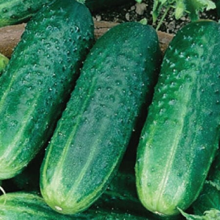 Carolina, Cucumber Seeds - Packet image number null