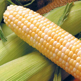 Sweet G90, (F1) Corn Seed