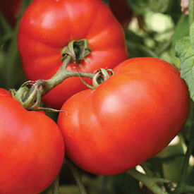 Early Girl, (F1) Tomato Seeds