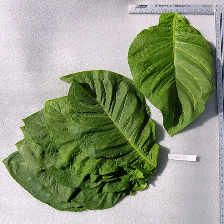 Corojo 99, Tobacco Seed - Packet image number null